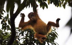 Wildlife of the Leuser Eco System in Sumatra, Indonesia